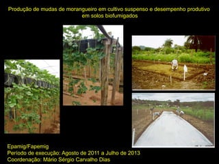 Produção de mudas de morangueiro em cultivo suspenso e desempenho produtivo
em solos biofumigados
Epamig/Fapemig
Período de execução: Agosto de 2011 a Julho de 2013
Coordenação: Mário Sérgio Carvalho Dias
 