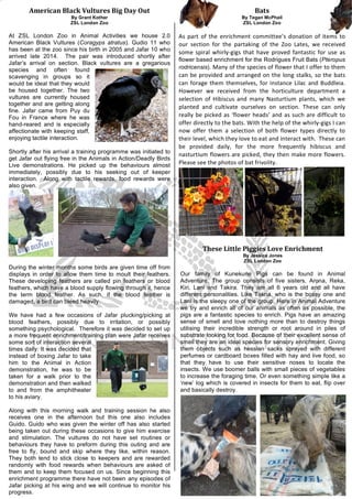 !
!!!
American!Black!Vultures!Big!Day!Out!
By Grant Kother
ZSL London Zoo
At ZSL London Zoo in Animal Activities we house 2.0
American Black Vultures (Coragyps atratus). Gudio 11 who
has been at the zoo since his birth in 2005 and Jafar 10 who
arrived late 2014. The pair was introduced shortly after
Jafar’s arrival on section. Black vultures are a gregarious
species and often found
scavenging in groups so it
would be ideal that they would
be housed together. The two
vultures are currently housed
together and are getting along
fine. Jafar came from Puy du
Fou in France where he was
hand-reared and is especially
affectionate with keeping staff,
enjoying tactile interaction.
Shortly after his arrival a training programme was initiated to
get Jafar out flying free in the Animals in Action/Deadly Birds
Live demonstrations. He picked up the behaviours almost
immediately, possibly due to his seeking out of keeper
interaction. Along with tactile rewards, food rewards were
also given.
During the winter months some birds are given time off from
displays in order to allow them time to moult their feathers.
These developing feathers are called pin feathers or blood
feathers, which have a blood supply flowing through it, hence
the term blood feather. As such, if the blood feather is
damaged, a bird can bleed heavily.
We have had a few occasions of Jafar plucking/picking at
blood feathers, possibly due to irritation, or possibly
something psychological. Therefore it was decided to set up
a more frequent enrichment/training plan were Jafar receives
some sort of interaction several
times daily. It was decided that
instead of boxing Jafar to take
him to the Animal in Action
demonstration, he was to be
taken for a walk prior to the
demonstration and then walked
to and from the amphitheater
to his aviary.
Along with this morning walk and training session he also
receives one in the afternoon but this one also includes
Guido. Guido who was given the winter off has also started
being taken out during these occasions to give him exercise
and stimulation. The vultures do not have set routines or
behaviours they have to preform during this outing and are
free to fly, bound and skip where they like, within reason.
They both tend to stick close to keepers and are rewarded
randomly with food rewards when behaviours are asked of
them and to keep them focused on us. Since beginning this
enrichment programme there have not been any episodes of
Jafar picking at his wing and we will continue to monitor his
progress.
Bats!
By Tegan McPhail
ZSL London Zoo
As# part# of# the# enrichment# committee’s# donation# of# items# to#
our# section# for# the# partaking# of# the# Zoo# Lates,# we# received#
some#spiral# whirly<gigs# that# have# proved# fantastic# for# use# as#
flower based enrichment for the Rodrigues Fruit Bats (Pteropus
rodricensis).#Many#of#the#species#of#flower#that#I#offer#to#them#
can#be#provided#and#arranged#on#the#long#stalks,#so#the#bats#
can#forage#them#themselves,#for#instance#Lilac#and#Buddleia.#
However# we# received# from# the# horticulture# department# a#
selection# of# Hibiscus# and# many# Nasturtium# plants,# which# we#
planted# and# cultivate# ourselves# on# section.# These# can# only#
really#be#picked#as#‘flower#heads’#and#as#such#are#difficult#to#
offer#directly#to#the#bats.#With#the#help#of#the#whirly<gigs#I#can#
now# offer# them# a# selection# of# both# flower# types# directly# to#
their#level,#which#they#love#to#eat#and#interact#with.##These#can#
be# provided# daily,# for# the# more# frequently# hibiscus# and#
nasturtium#flowers#are#picked,#they#then#make#more#flowers.
Please#see#the#photos#of#bat#frivolity.#
These!Little!Piggies!Love!Enrichment!
By Jessica Jones
ZSL London Zoo
Our family of Kunekune Pigs can be found in Animal
Adventure. The group consists of five sisters, Arona, Reka,
Kiri, Lani and Takira. They are all 6 years old and all have
different personalities. Like Takria, who is the bossy one and
Lani is the sleepy one of the group. Here in Animal Adventure
we try and enrich all of our animals as often as possible, the
pigs are a fantastic species to enrich. Pigs have an amazing
sense of smell and love nothing more than to destroy things
utilising their incredible strength or root around in piles of
substrate looking for food. Because of their excellent sense of
smell they are an ideal species for sensory enrichment. Giving
them objects such as hessian sacks sprayed with different
perfumes or cardboard boxes filled with hay and live food, so
that they have to use their sensitive noses to locate the
insects. We use boomer balls with small pieces of vegetables
to increase the foraging time. Or even something simple like a
‘new’ log which is covered in insects for them to eat, flip over
and basically destroy.
 