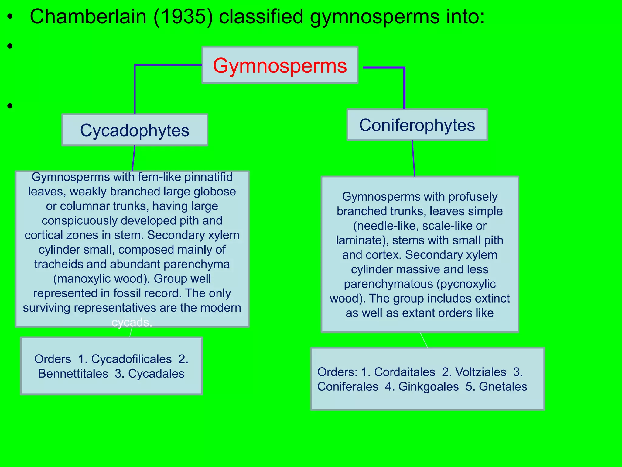 • Chamberlain (1935) classified gymnosperms into:
•
•
Gymnosperms with profusely
branched trunks, leaves simple
(needle-like, scale-like or
laminate), stems with small pith
and cortex. Secondary xylem
cylinder massive and less
parenchymatous (pycnoxylic
wood). The group includes extinct
as well as extant orders like
Gymnosperms with fern-like pinnatifid
leaves, weakly branched large globose
or columnar trunks, having large
conspicuously developed pith and
cortical zones in stem. Secondary xylem
cylinder small, composed mainly of
tracheids and abundant parenchyma
(manoxylic wood). Group well
represented in fossil record. The only
surviving representatives are the modern
cycads.
Orders 1. Cycadofilicales 2.
Bennettitales 3. Cycadales Orders: 1. Cordaitales 2. Voltziales 3.
Coniferales 4. Ginkgoales 5. Gnetales
ConiferophytesCycadophytes
Gymnosperms
 