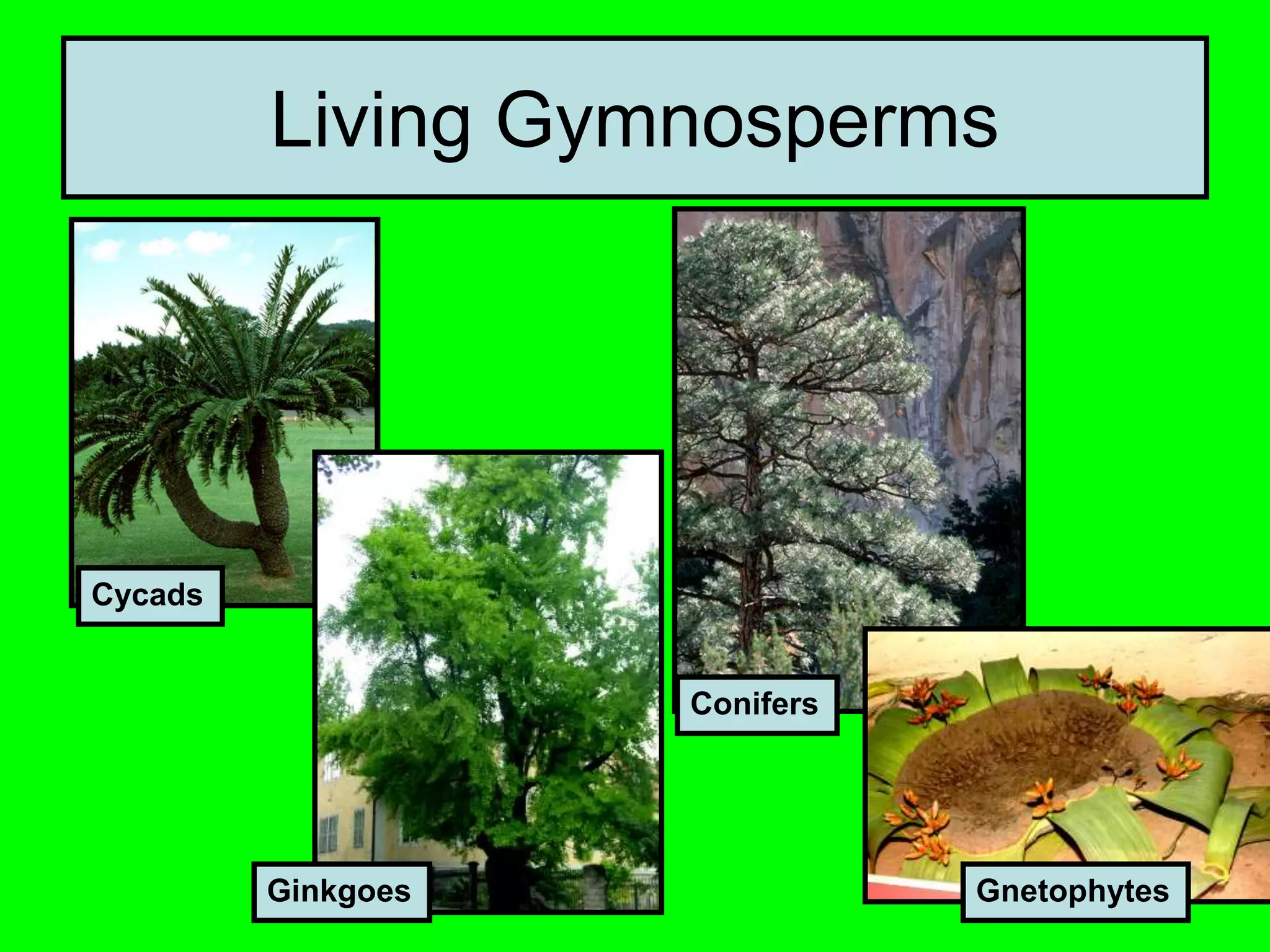 Living Gymnosperms
Cycads
GnetophytesGinkgoes
Conifers
 