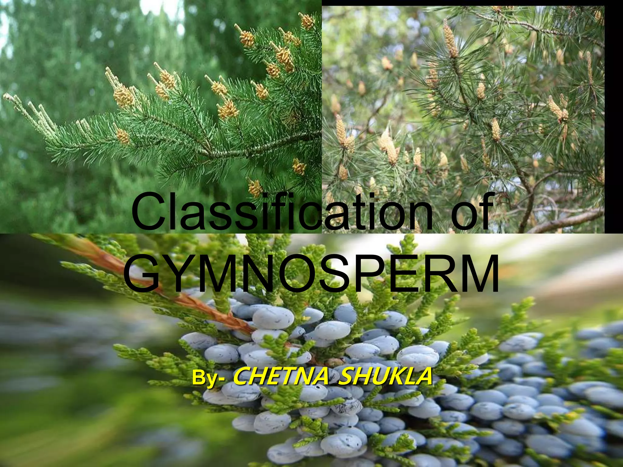Classification of
GYMNOSPERM
By- CHETNA SHUKLA
 