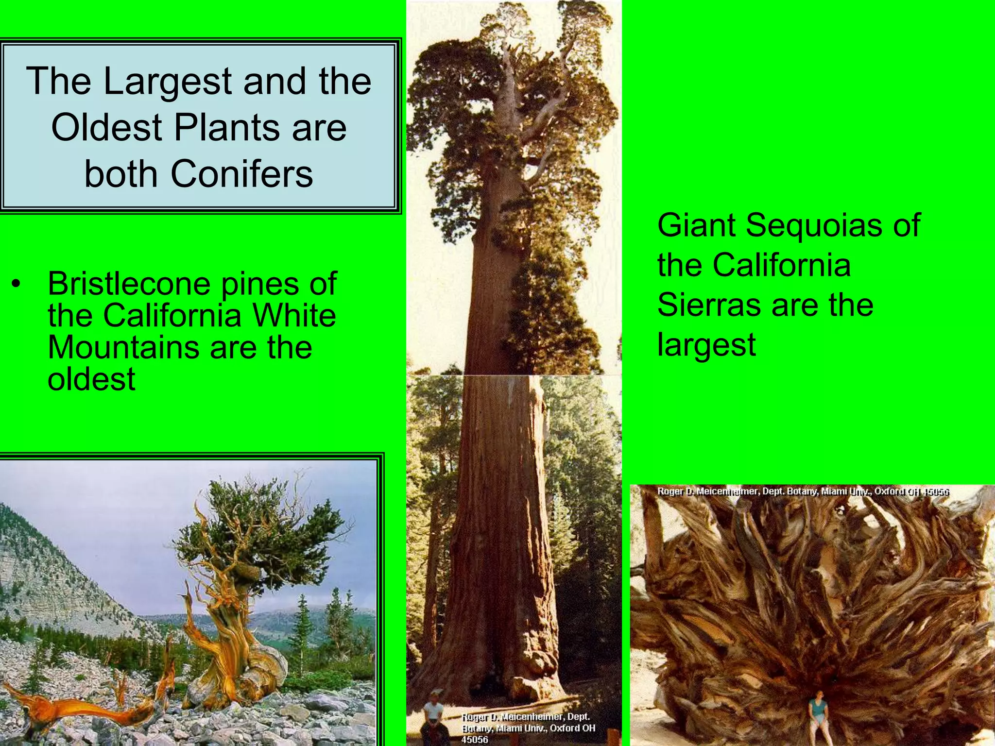 The Largest and the
Oldest Plants are
both Conifers
• Bristlecone pines of
the California White
Mountains are the
oldest
Giant Sequoias of
the California
Sierras are the
largest
 