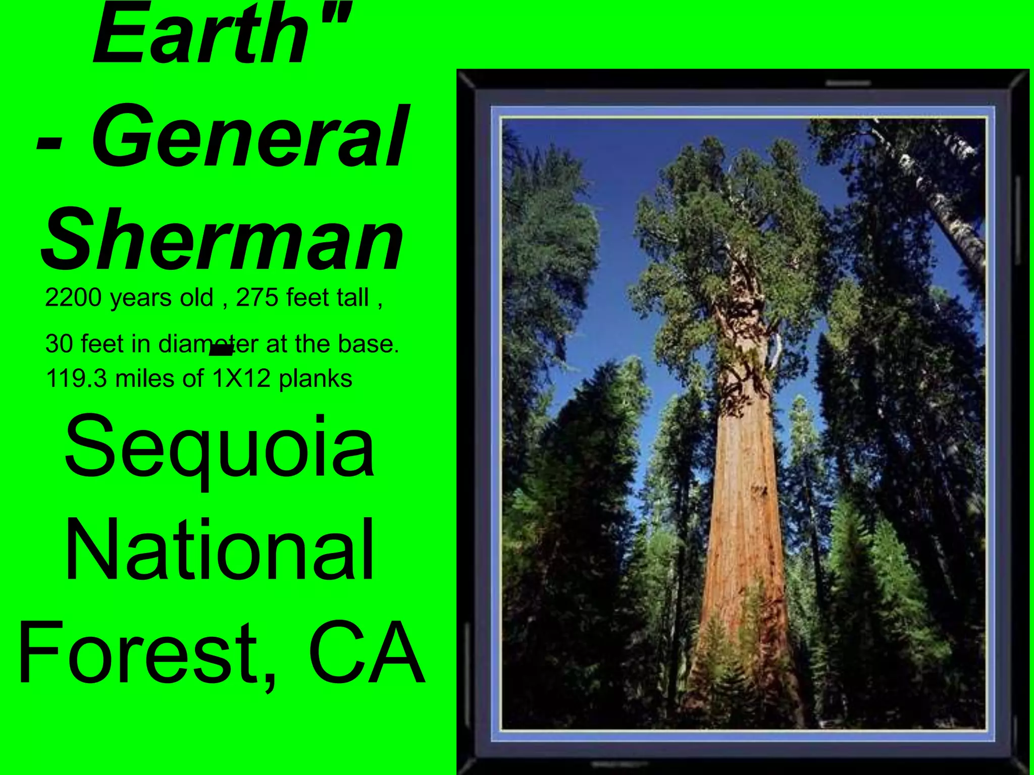 Earth"
- General
Sherman
-
Sequoia
National
Forest, CA
2200 years old , 275 feet tall ,
30 feet in diameter at the base.
119.3 miles of 1X12 planks
 