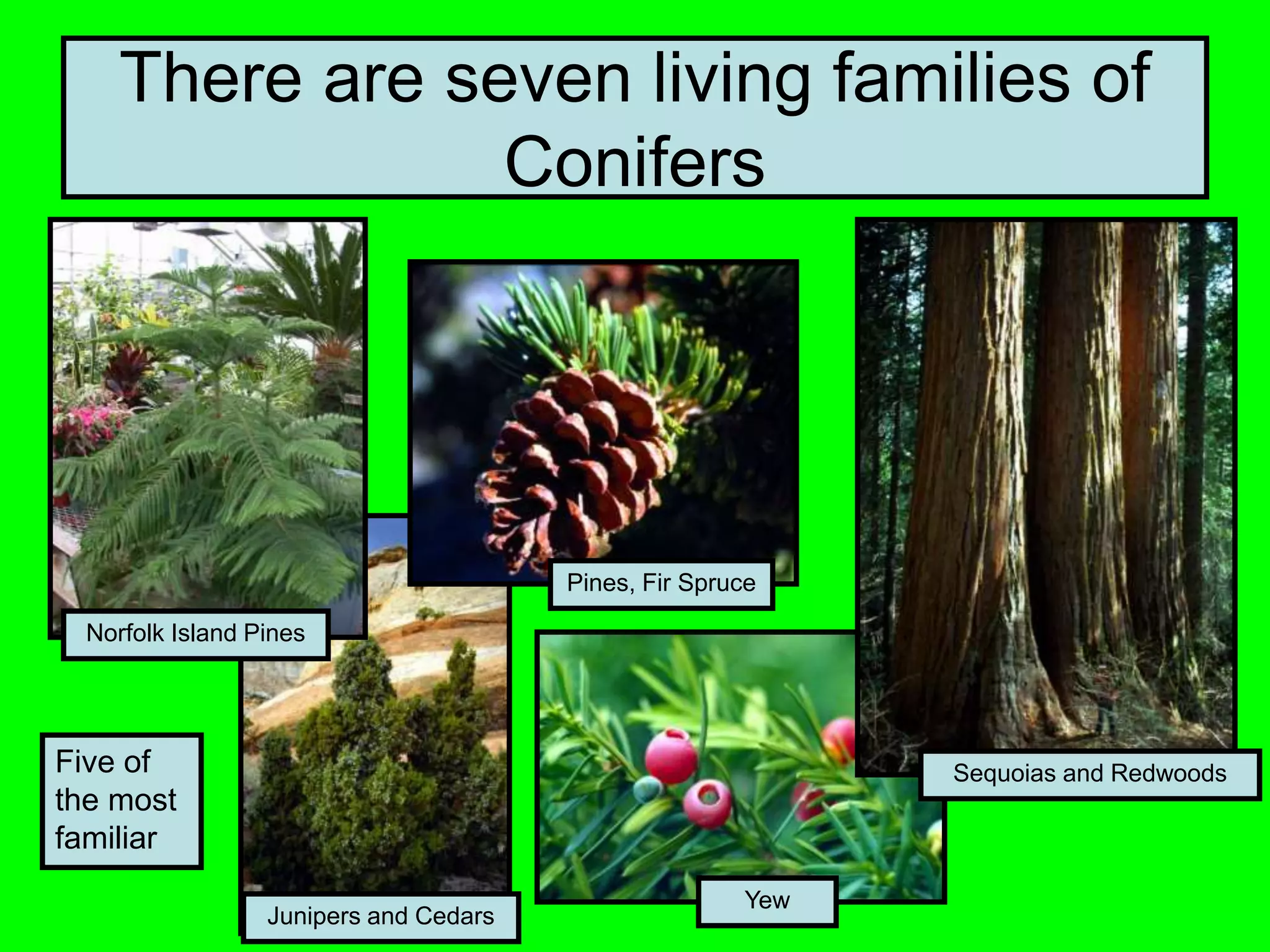 There are seven living families of
Conifers
Norfolk Island Pines
Junipers and Cedars
Yew
Sequoias and Redwoods
Pines, Fir Spruce
Five of
the most
familiar
 