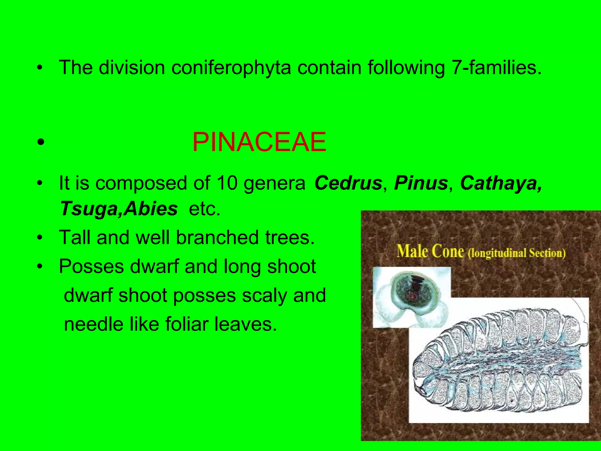 • The division coniferophyta contain following 7-families.
• PINACEAE
• It is composed of 10 genera Cedrus, Pinus, Cathaya,
Tsuga,Abies etc.
• Tall and well branched trees.
• Posses dwarf and long shoot
dwarf shoot posses scaly and
needle like foliar leaves.
 