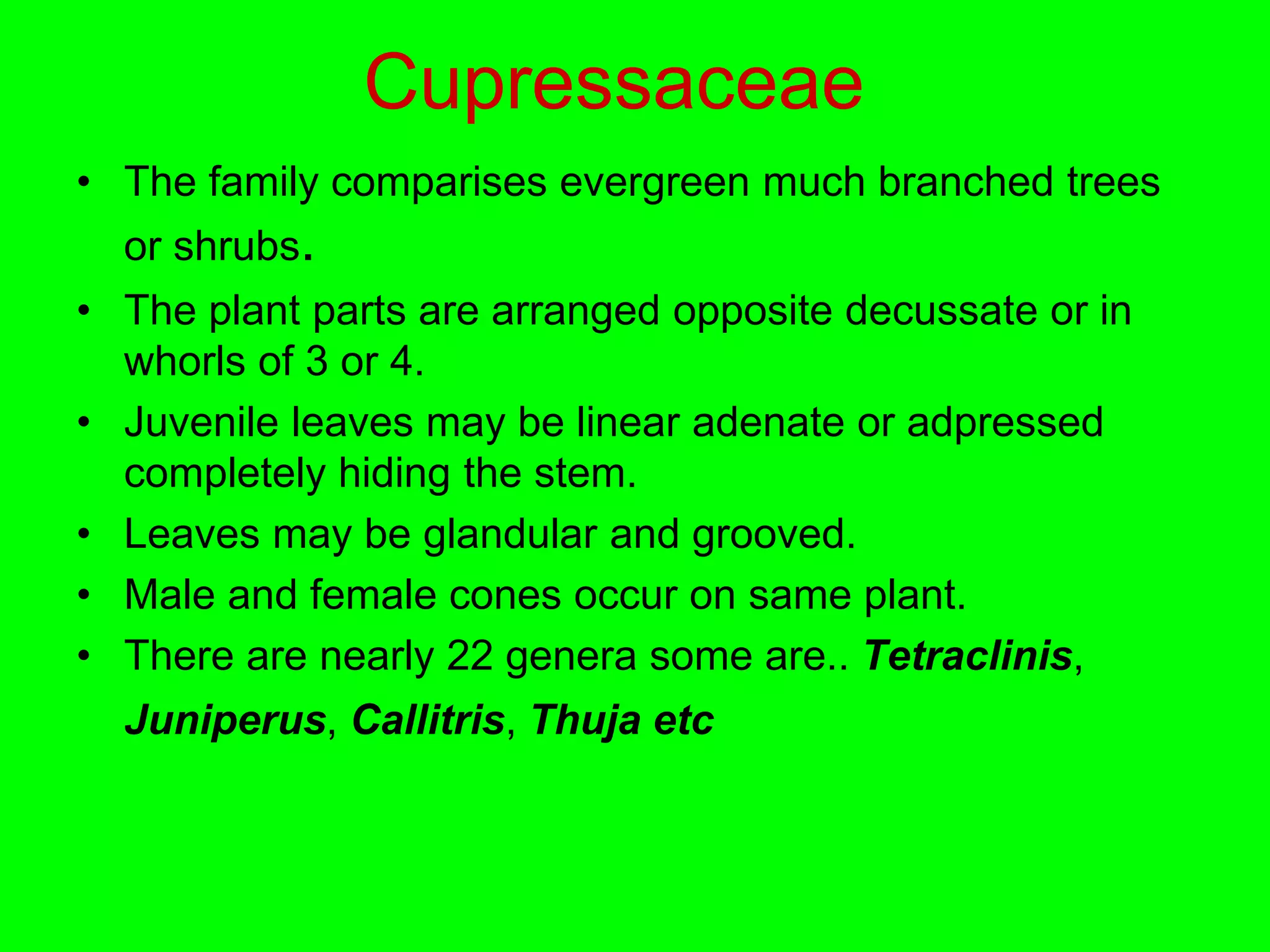Cupressaceae
• The family comparises evergreen much branched trees
or shrubs.
• The plant parts are arranged opposite decussate or in
whorls of 3 or 4.
• Juvenile leaves may be linear adenate or adpressed
completely hiding the stem.
• Leaves may be glandular and grooved.
• Male and female cones occur on same plant.
• There are nearly 22 genera some are.. Tetraclinis,
Juniperus, Callitris, Thuja etc
 