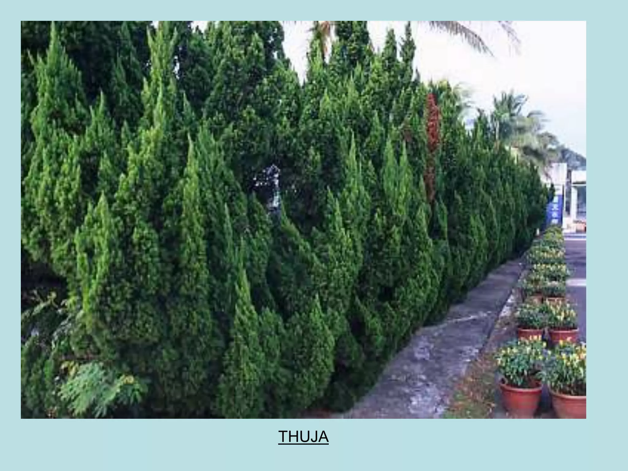 THUJA
 