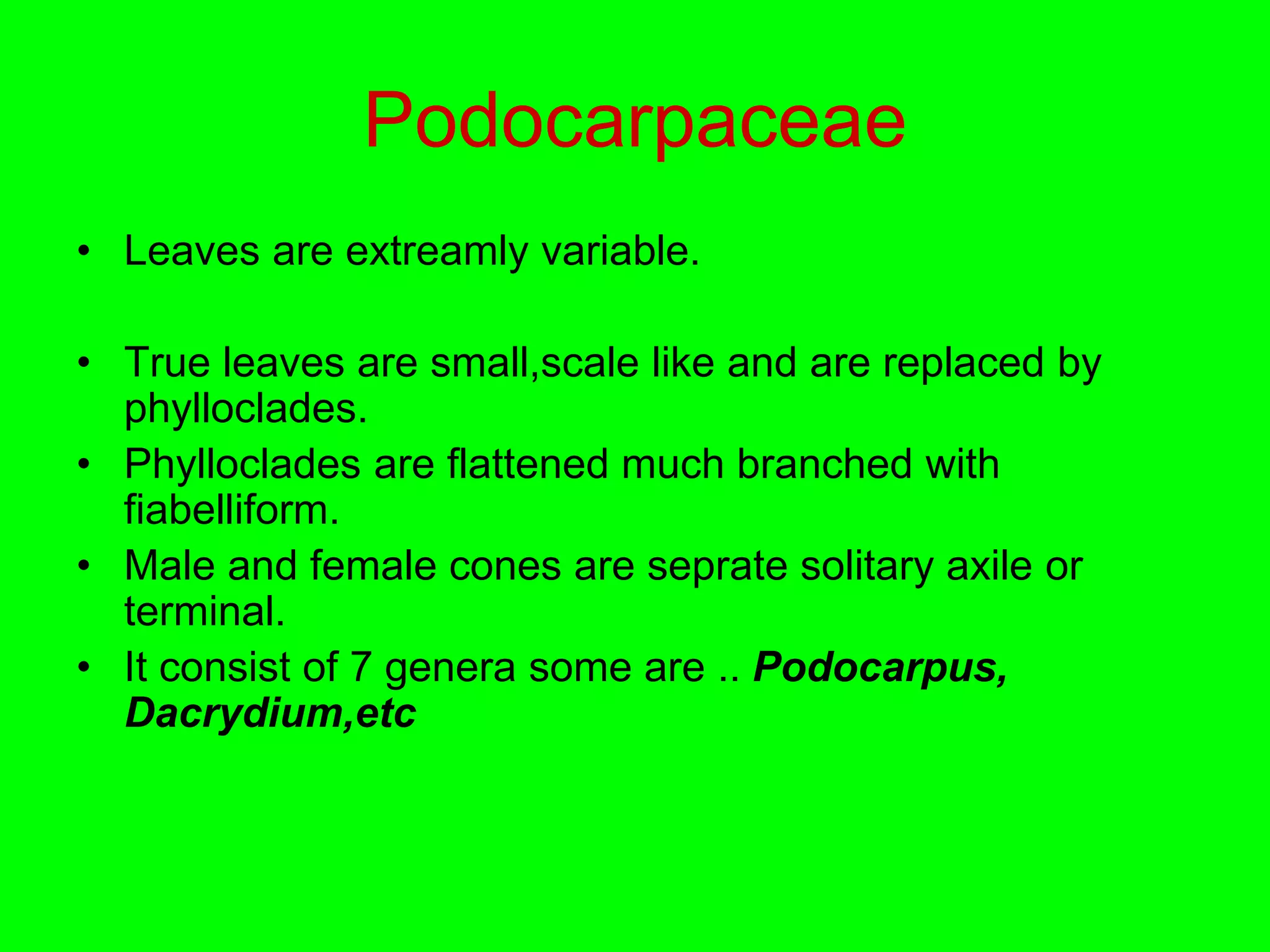 Podocarpaceae
• Leaves are extreamly variable.
• True leaves are small,scale like and are replaced by
phylloclades.
• Phylloclades are flattened much branched with
fiabelliform.
• Male and female cones are seprate solitary axile or
terminal.
• It consist of 7 genera some are .. Podocarpus,
Dacrydium,etc
 