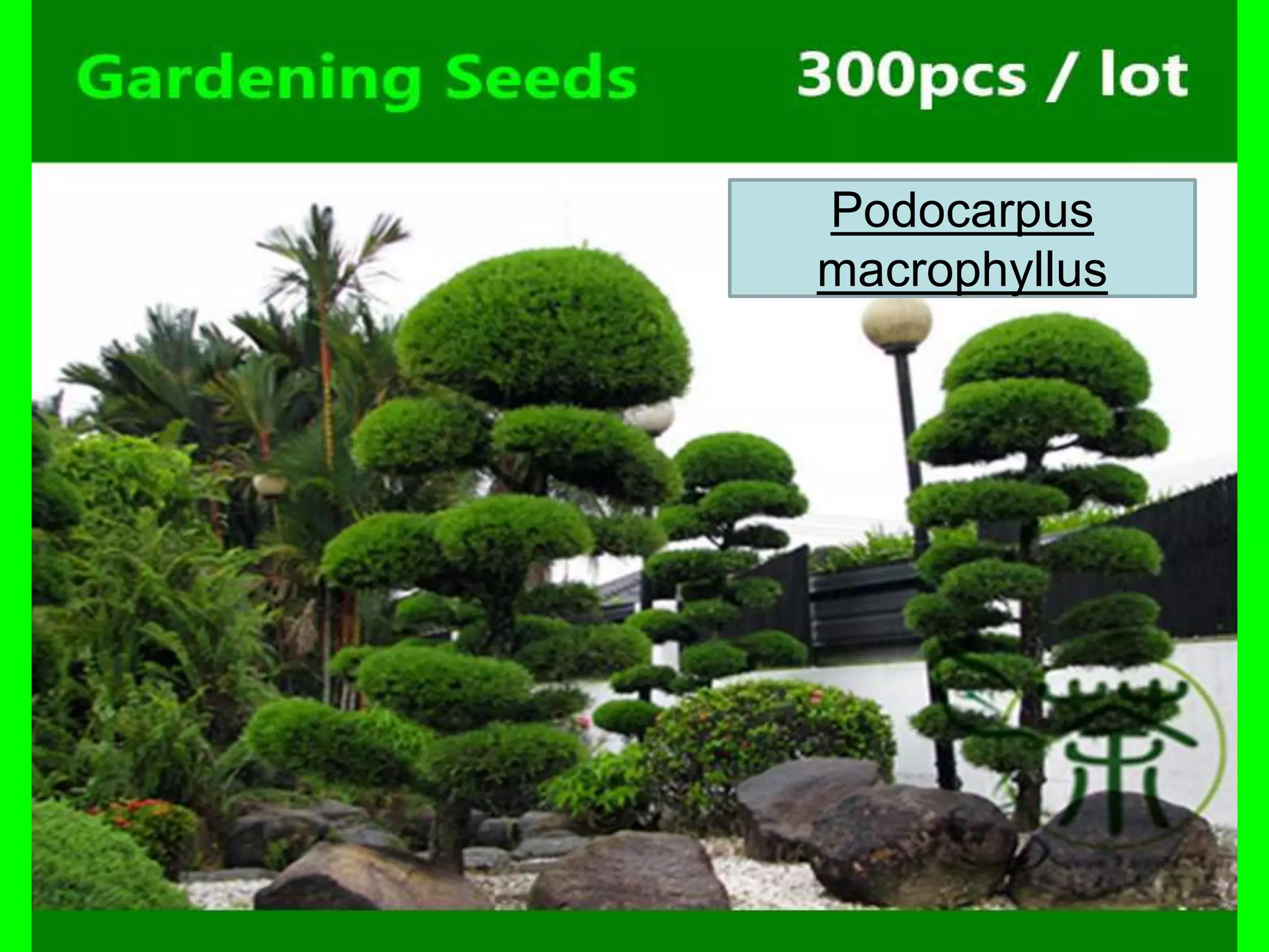 Podocarpus
macrophyllus
 