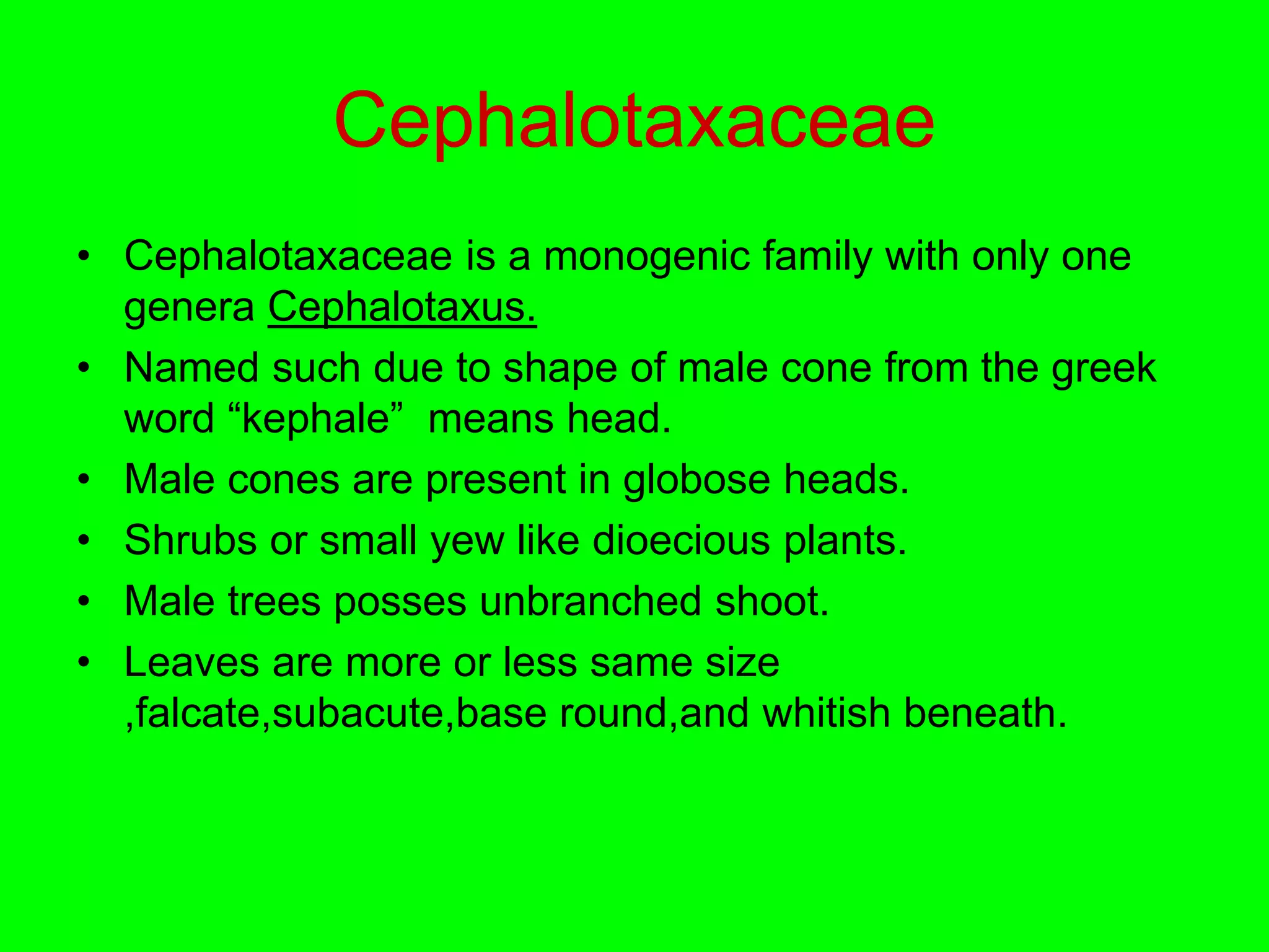 Cephalotaxaceae
• Cephalotaxaceae is a monogenic family with only one
genera Cephalotaxus.
• Named such due to shape of male cone from the greek
word “kephale” means head.
• Male cones are present in globose heads.
• Shrubs or small yew like dioecious plants.
• Male trees posses unbranched shoot.
• Leaves are more or less same size
,falcate,subacute,base round,and whitish beneath.
 