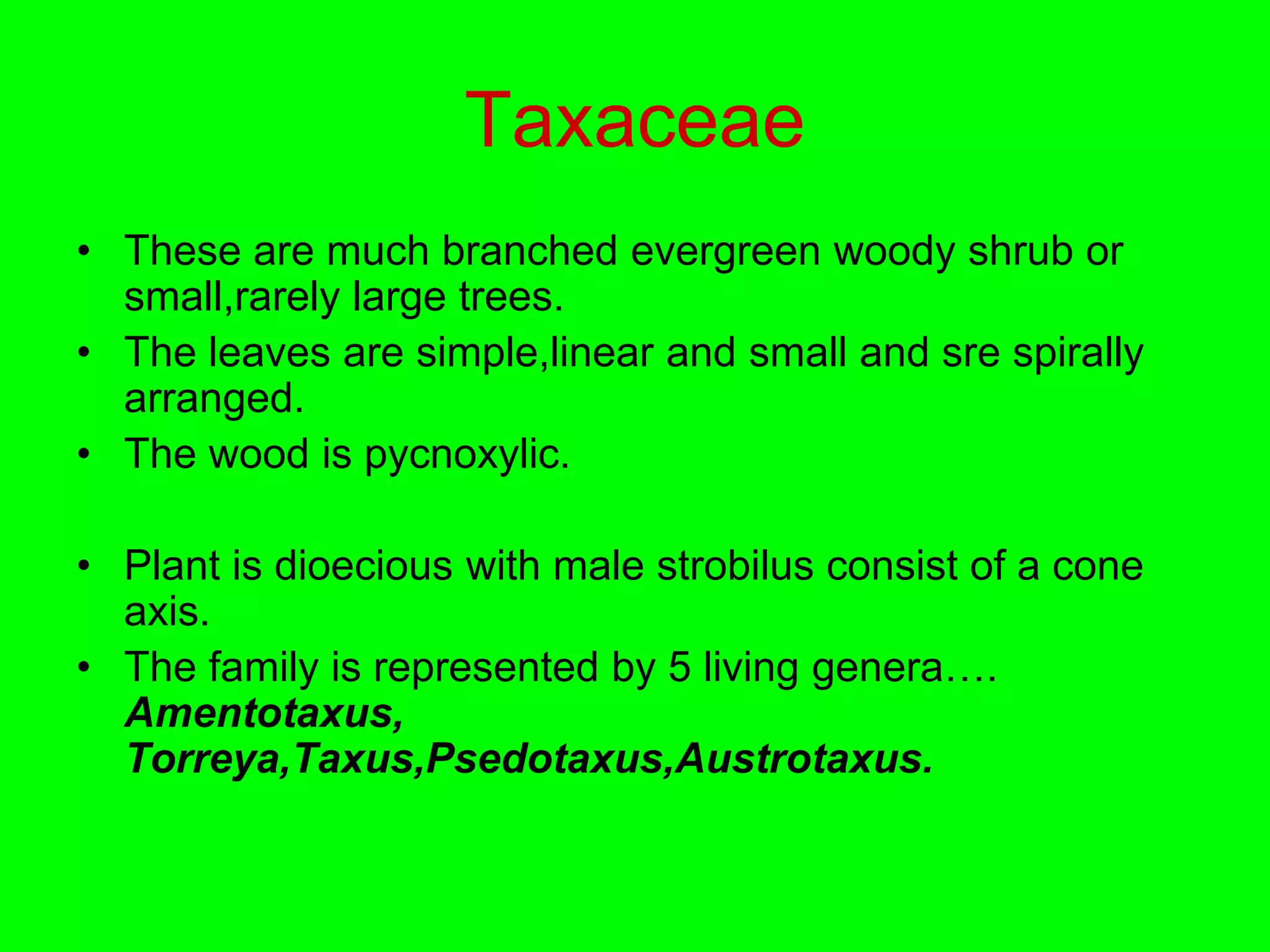 Taxaceae
• These are much branched evergreen woody shrub or
small,rarely large trees.
• The leaves are simple,linear and small and sre spirally
arranged.
• The wood is pycnoxylic.
• Plant is dioecious with male strobilus consist of a cone
axis.
• The family is represented by 5 living genera….
Amentotaxus,
Torreya,Taxus,Psedotaxus,Austrotaxus.
 
