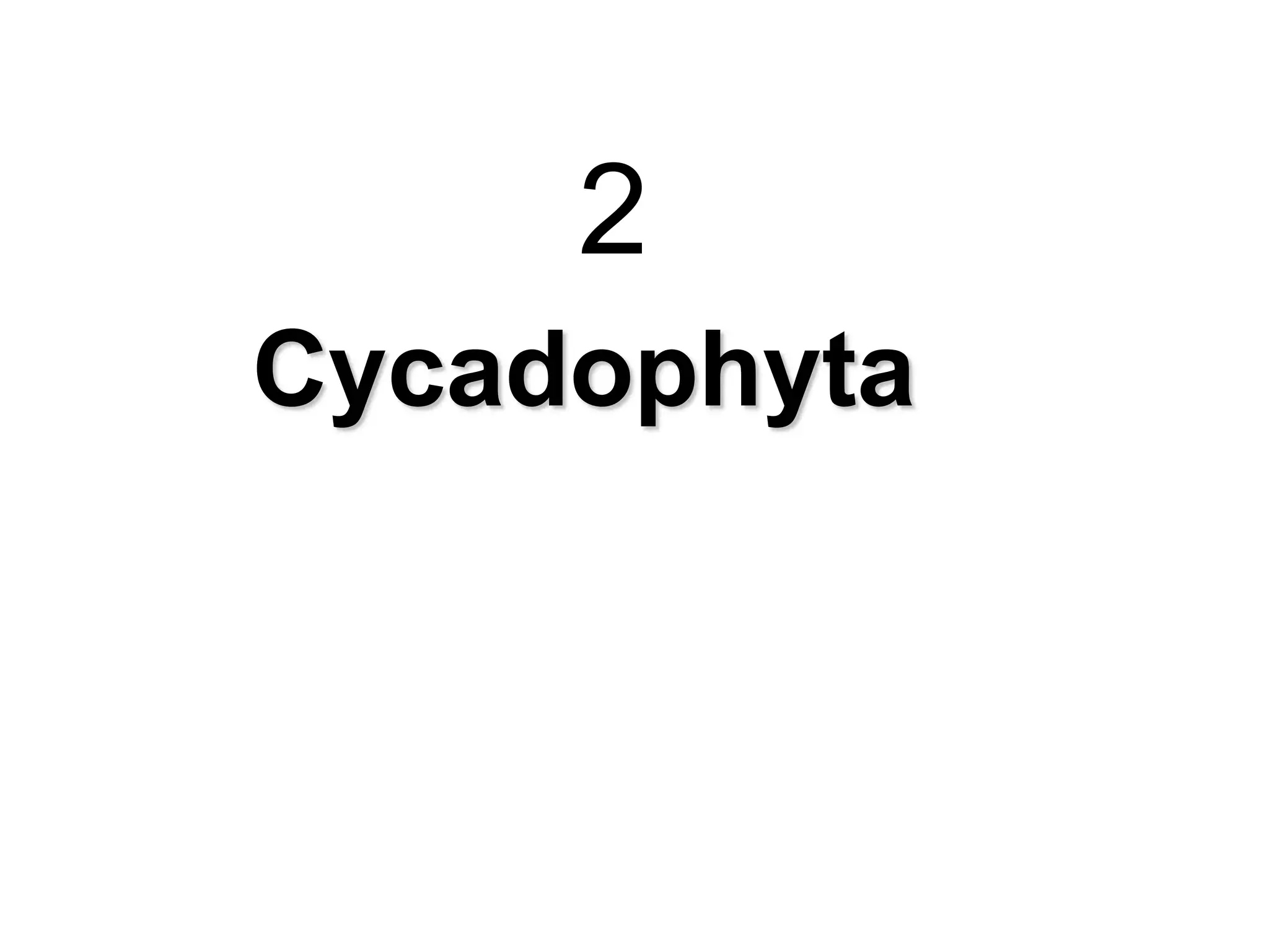 2
Cycadophyta
 