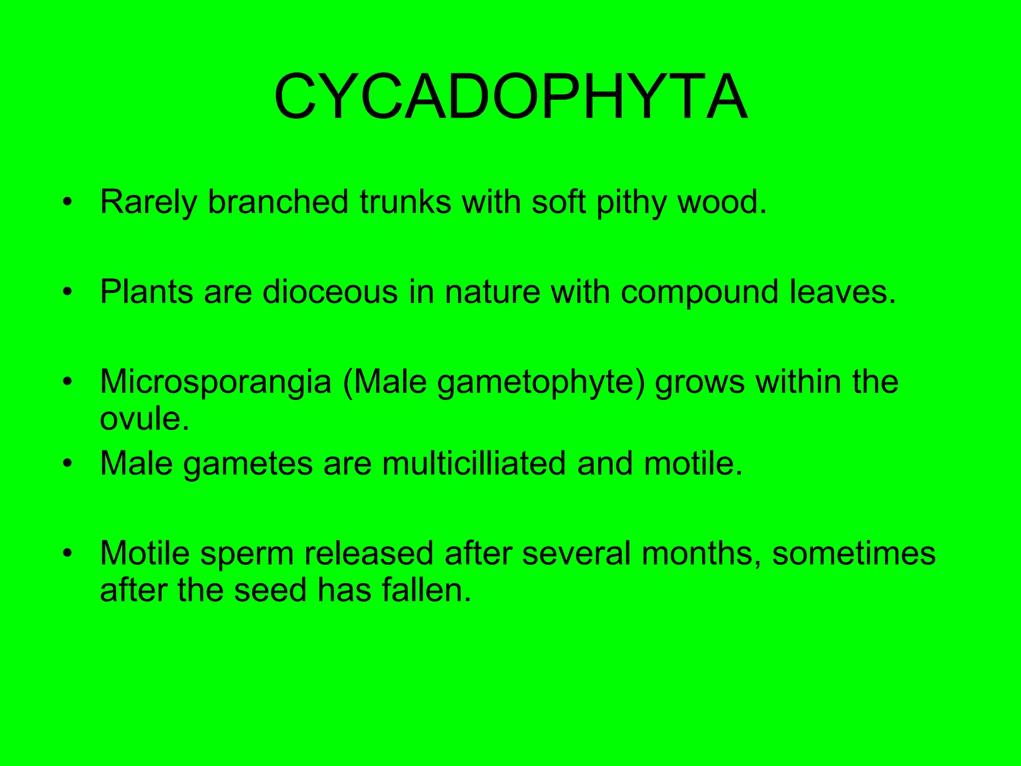 CYCADOPHYTA
• Rarely branched trunks with soft pithy wood.
• Plants are dioceous in nature with compound leaves.
• Microsporangia (Male gametophyte) grows within the
ovule.
• Male gametes are multicilliated and motile.
• Motile sperm released after several months, sometimes
after the seed has fallen.
 