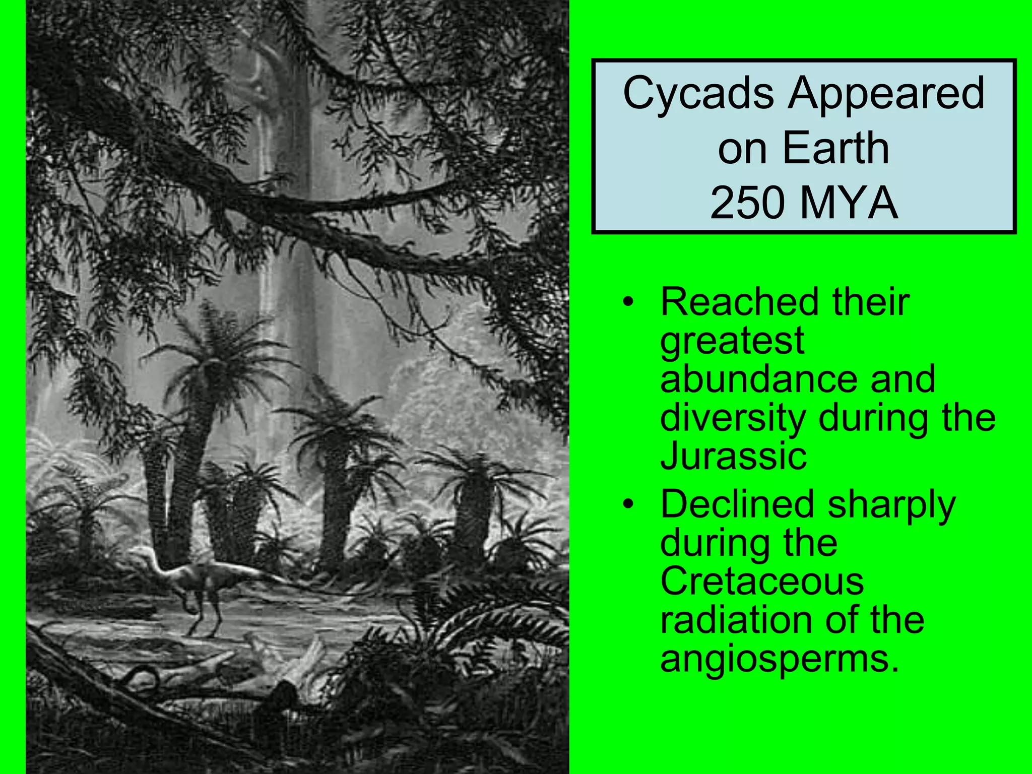 Cycads Appeared
on Earth
250 MYA
• Reached their
greatest
abundance and
diversity during the
Jurassic
• Declined sharply
during the
Cretaceous
radiation of the
angiosperms.
 