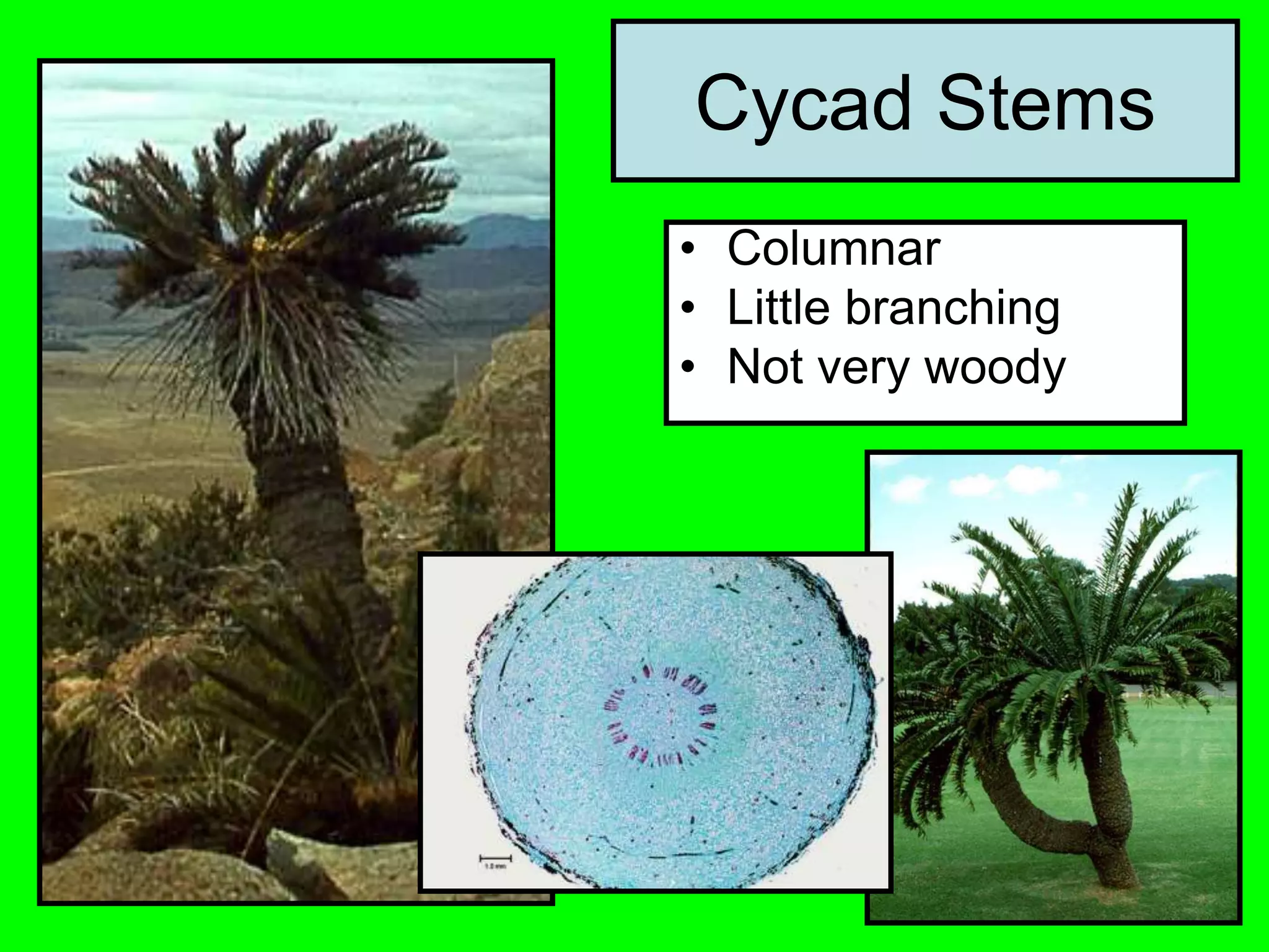 Cycad Stems
• Columnar
• Little branching
• Not very woody
 