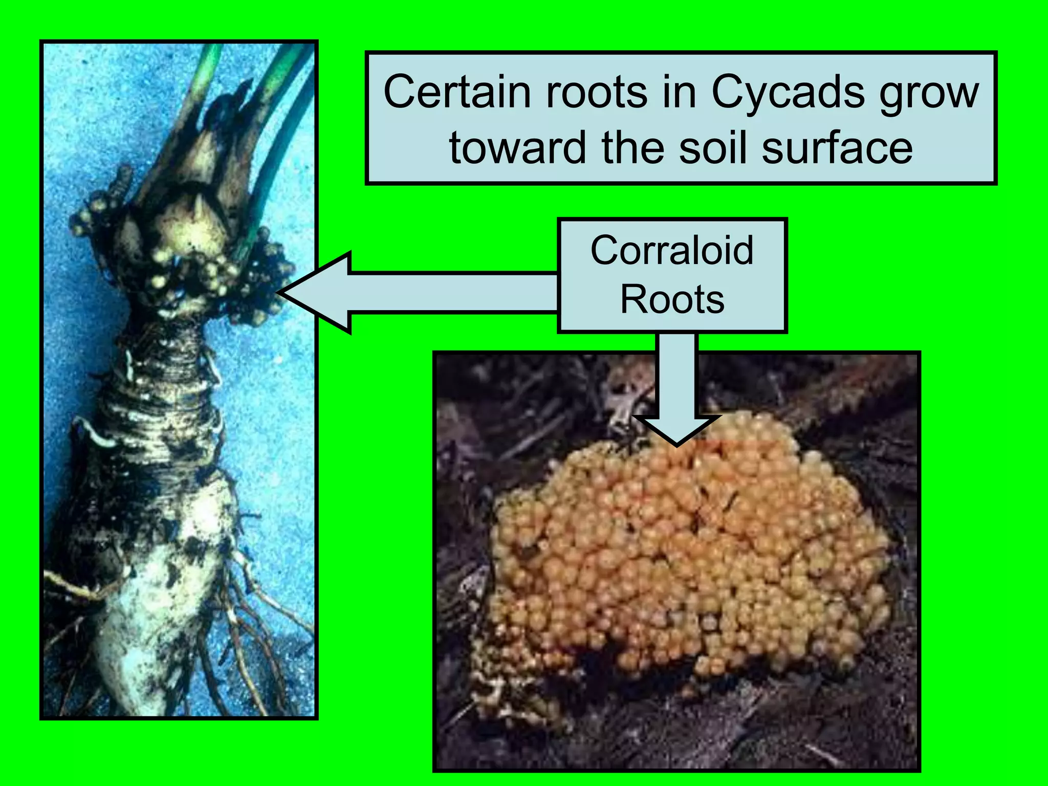 Certain roots in Cycads grow
toward the soil surface
Corraloid
Roots
 