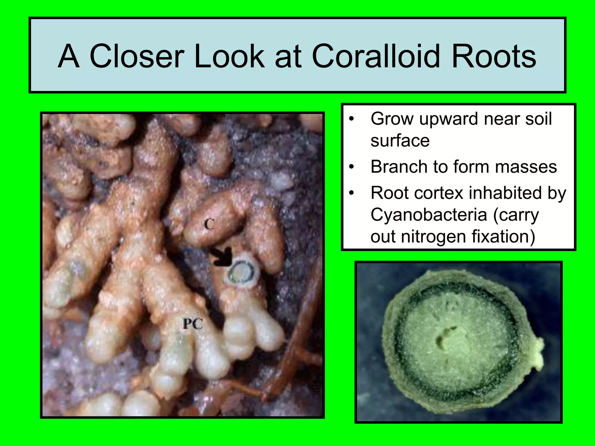 A Closer Look at Coralloid Roots
• Grow upward near soil
surface
• Branch to form masses
• Root cortex inhabited by
Cyanobacteria (carry
out nitrogen fixation)
 