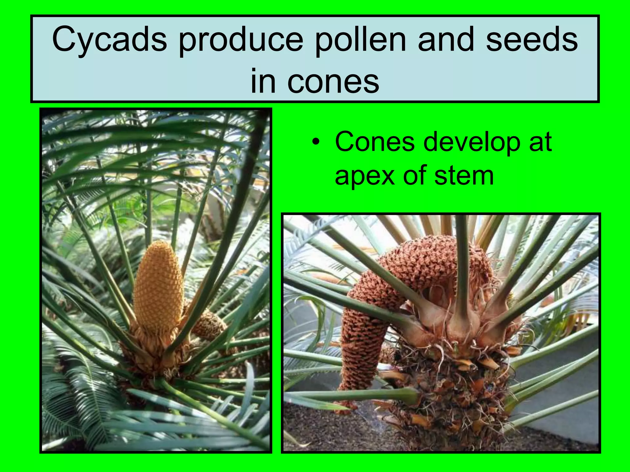 Cycads produce pollen and seeds
in cones
• Cones develop at
apex of stem
 