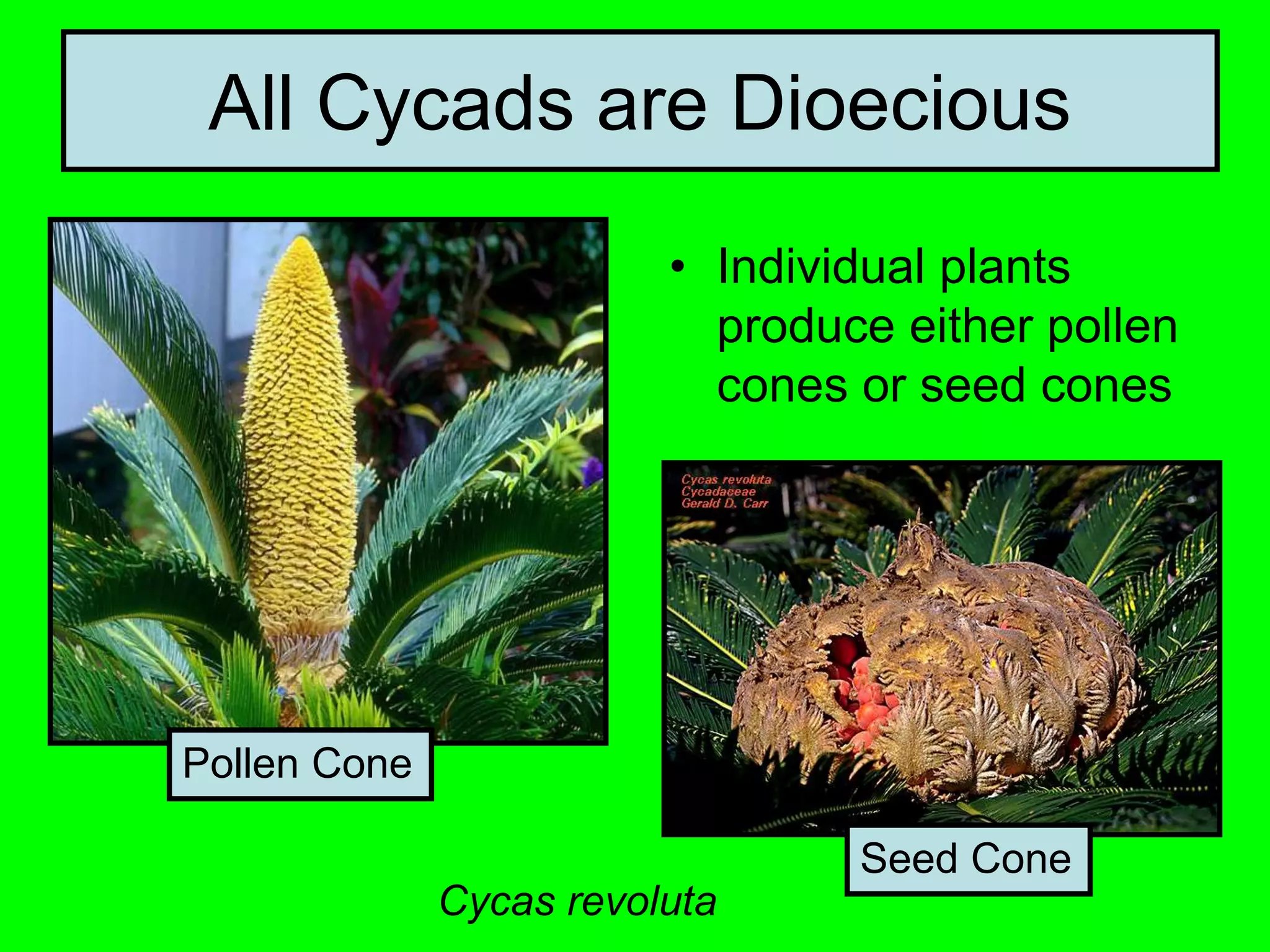 All Cycads are Dioecious
• Individual plants
produce either pollen
cones or seed cones
Cycas revoluta
Pollen Cone
Seed Cone
 