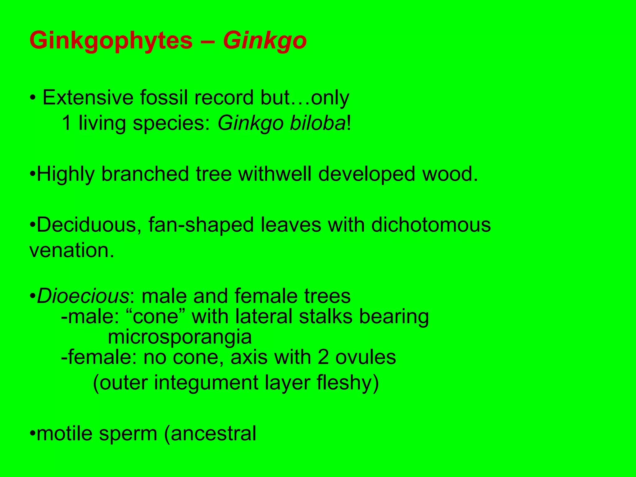 Ginkgophytes – Ginkgo
• Extensive fossil record but…only
1 living species: Ginkgo biloba!
•Highly branched tree withwell developed wood.
•Deciduous, fan-shaped leaves with dichotomous
venation.
•Dioecious: male and female trees
-male: “cone” with lateral stalks bearing
microsporangia
-female: no cone, axis with 2 ovules
(outer integument layer fleshy)
•motile sperm (ancestral
 