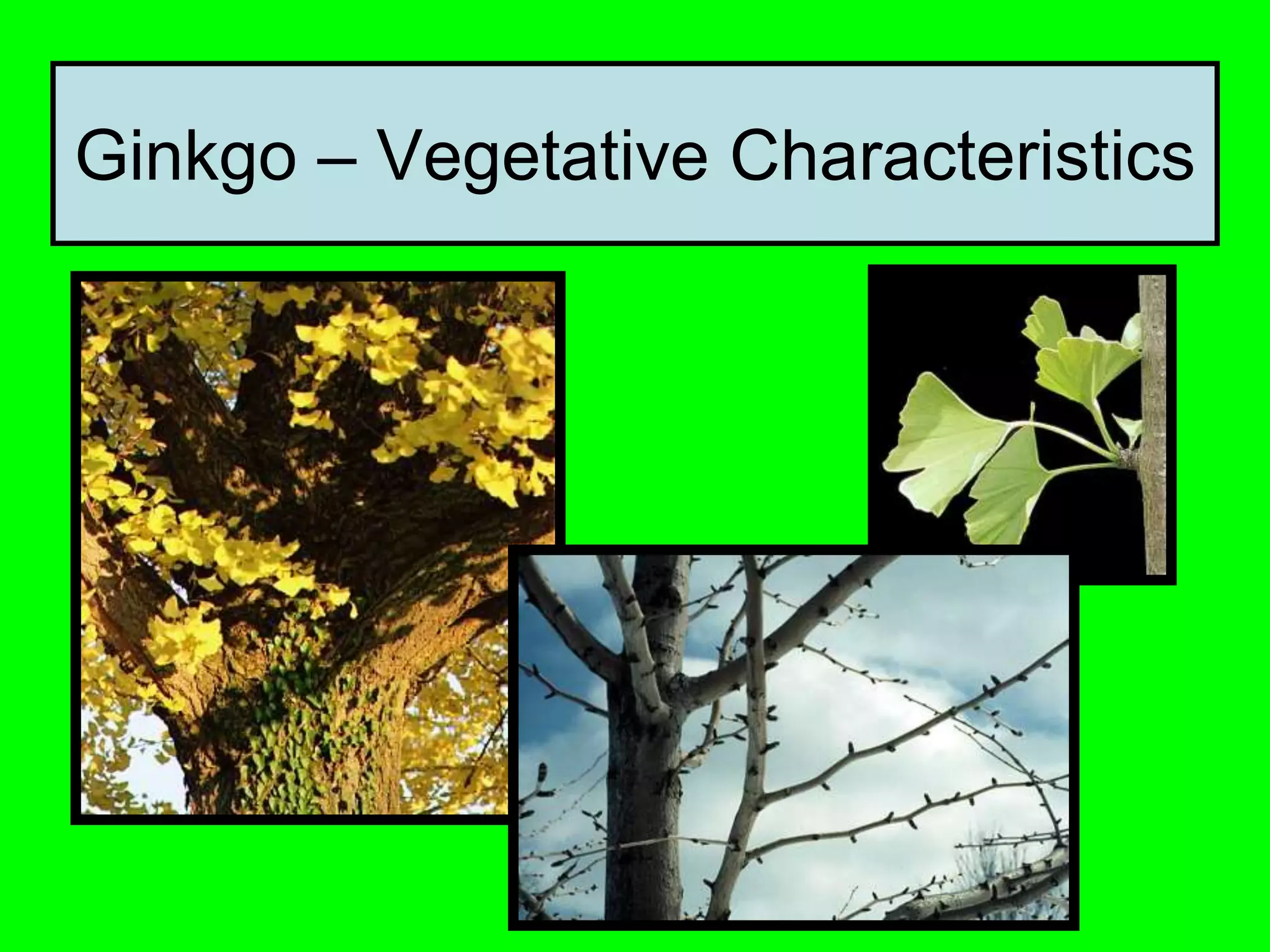 Ginkgo – Vegetative Characteristics
 