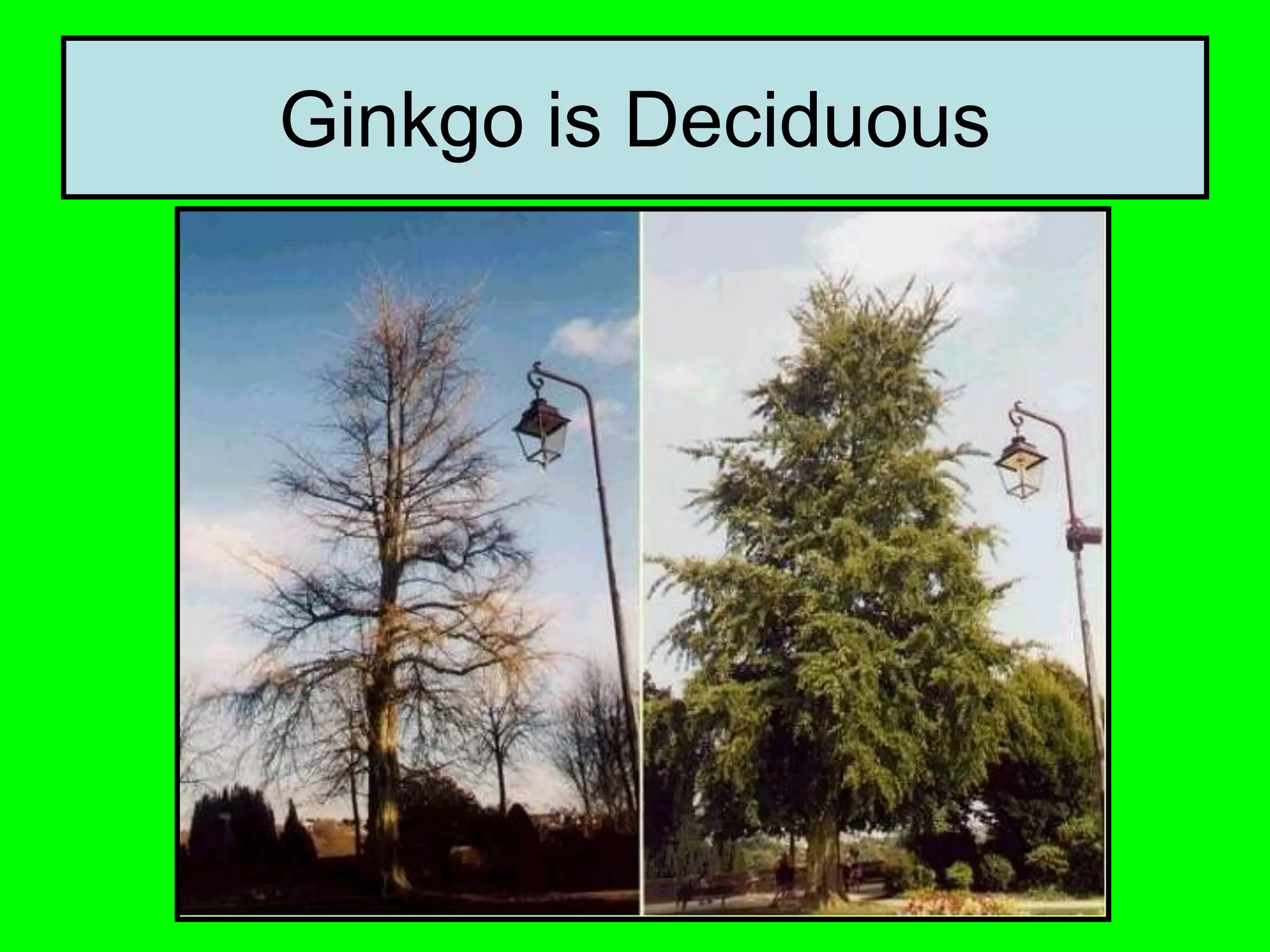 Ginkgo is Deciduous
 