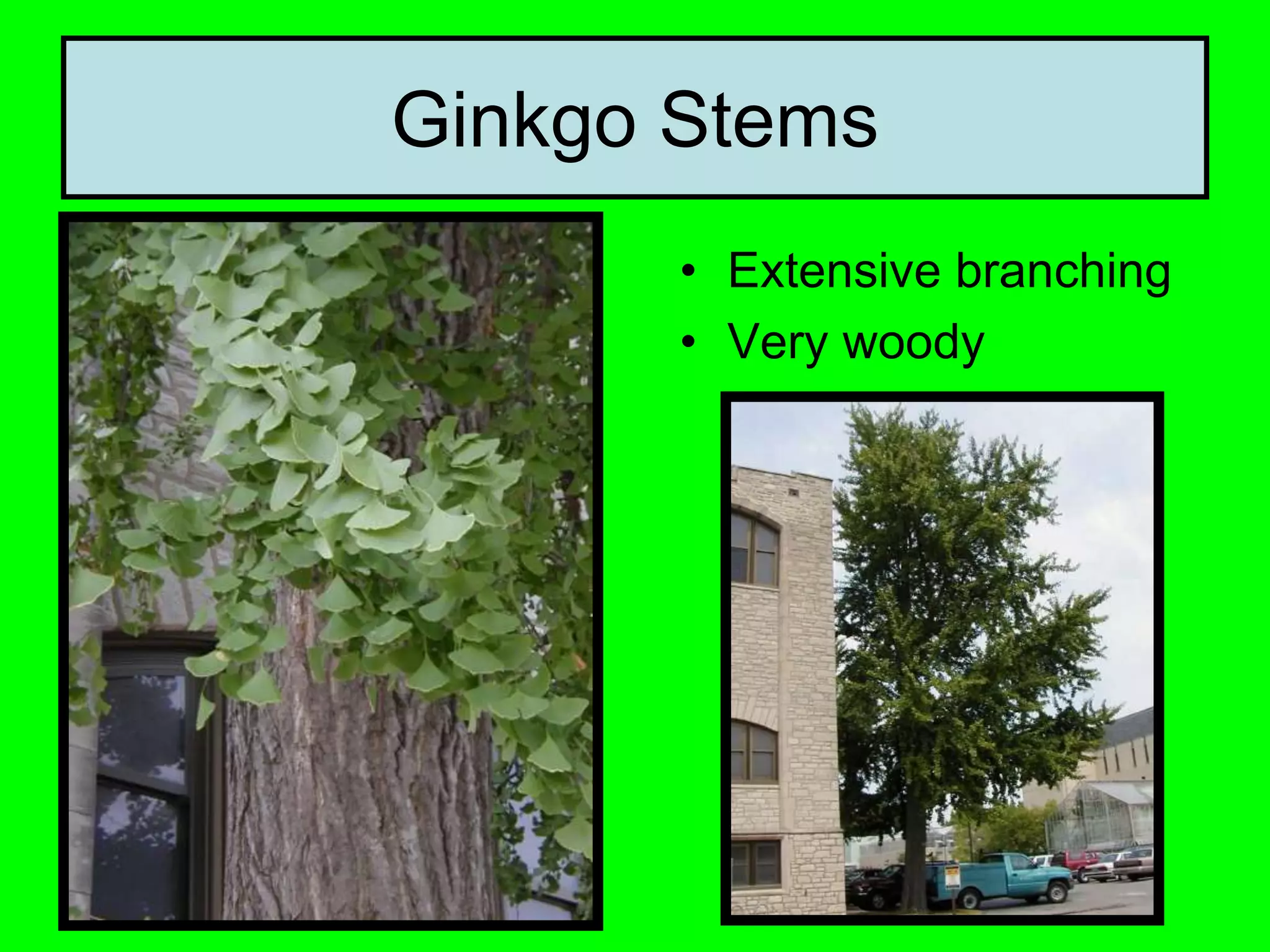 Ginkgo Stems
• Extensive branching
• Very woody
 
