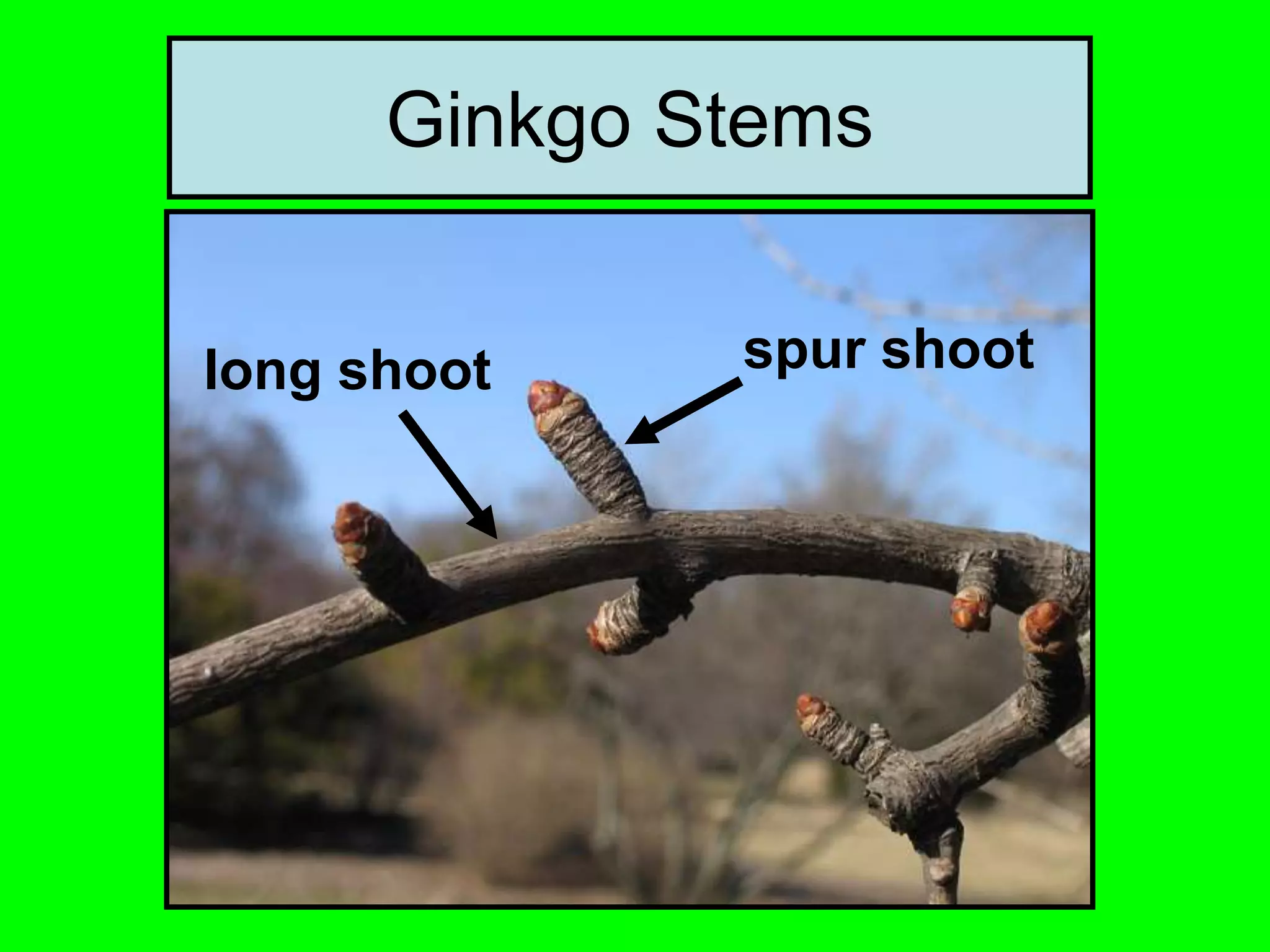Ginkgo Stems
long shoot spur shoot
 