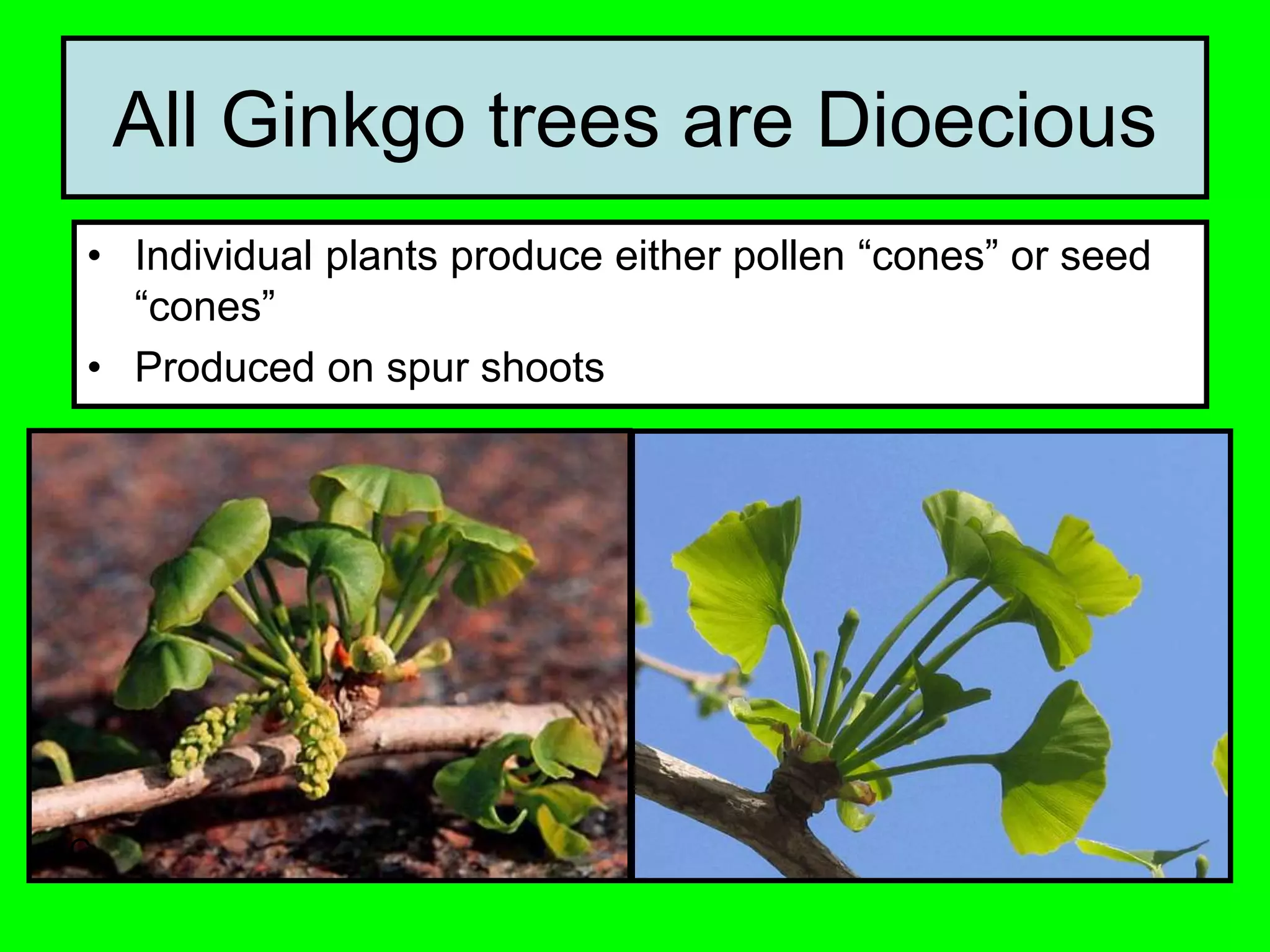 All Ginkgo trees are Dioecious
• Individual plants produce either pollen “cones” or seed
“cones”
• Produced on spur shoots
C
 