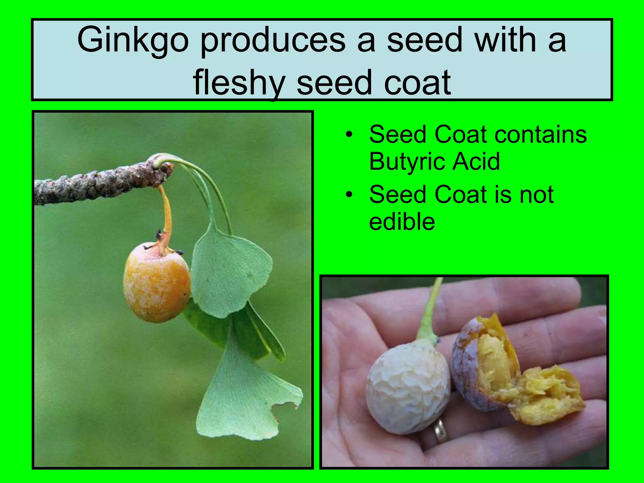 Ginkgo produces a seed with a
fleshy seed coat
• Seed Coat contains
Butyric Acid
• Seed Coat is not
edible
 