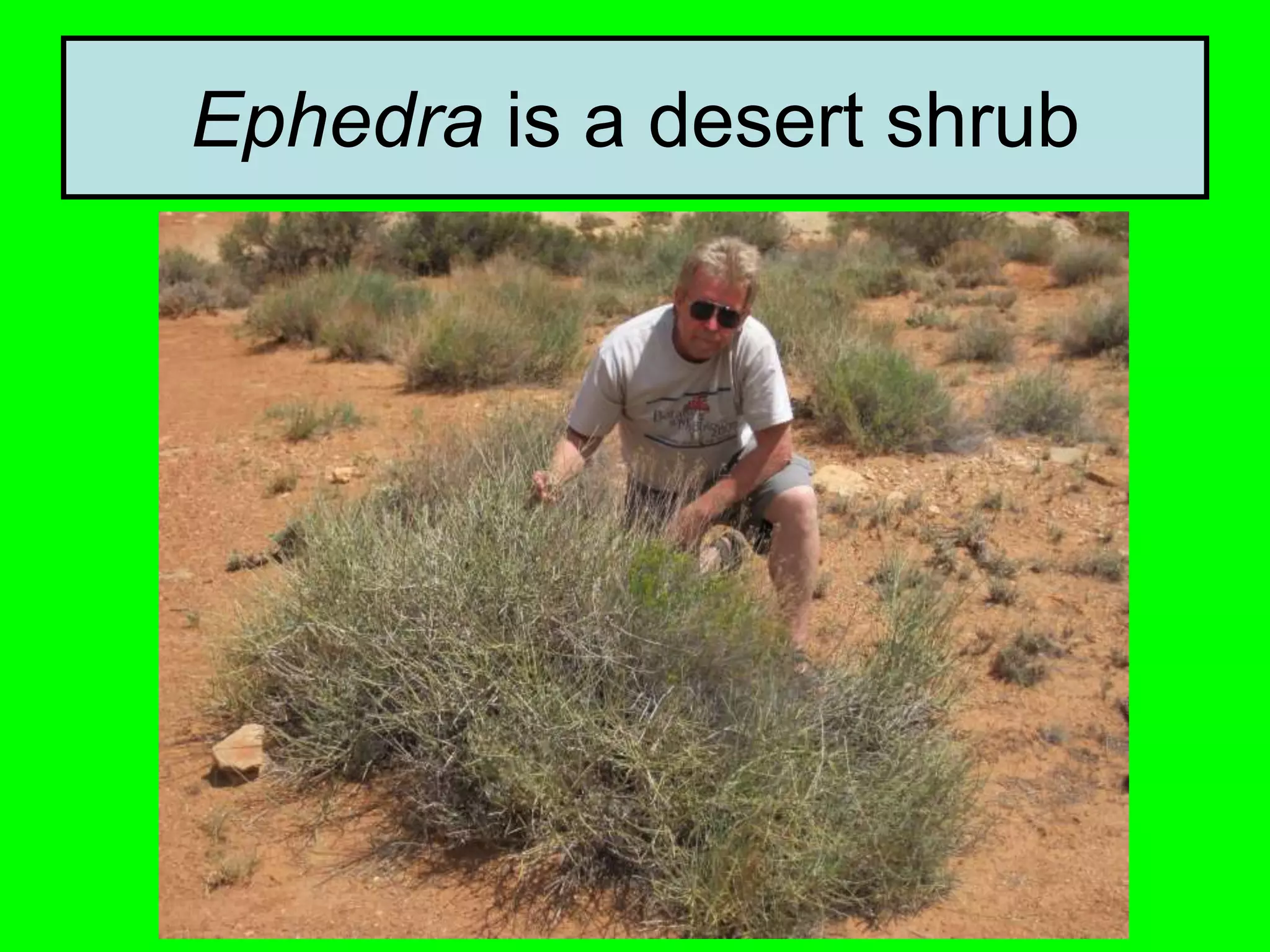 Ephedra is a desert shrub
 
