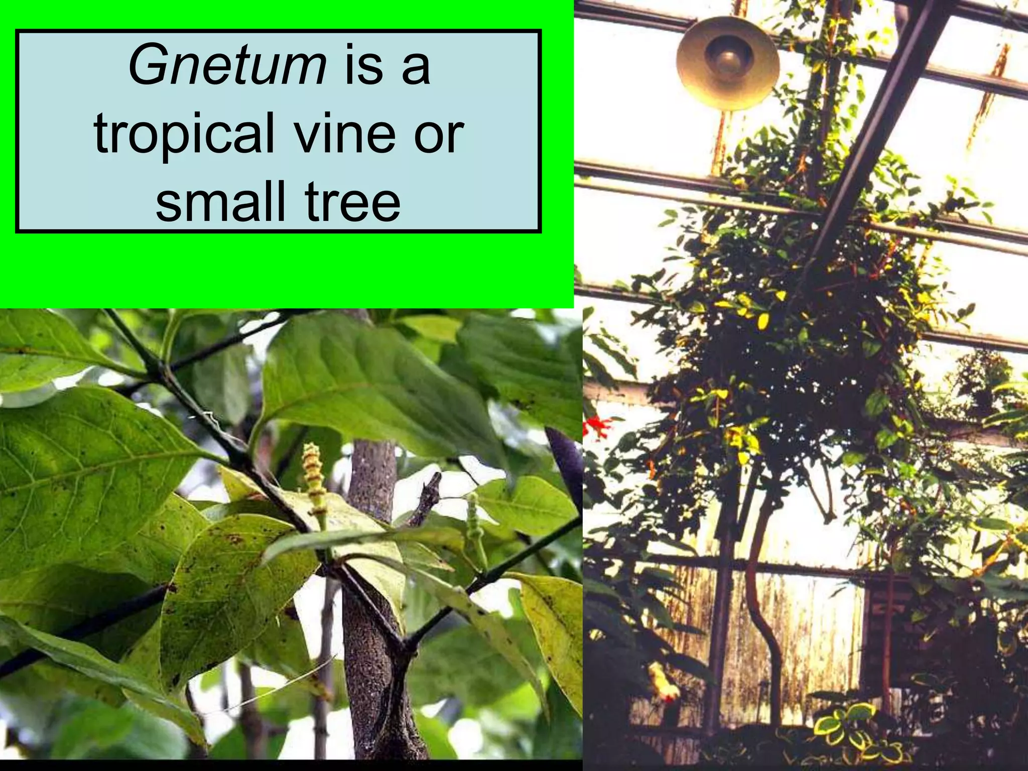 Gnetum is a
tropical vine or
small tree
 