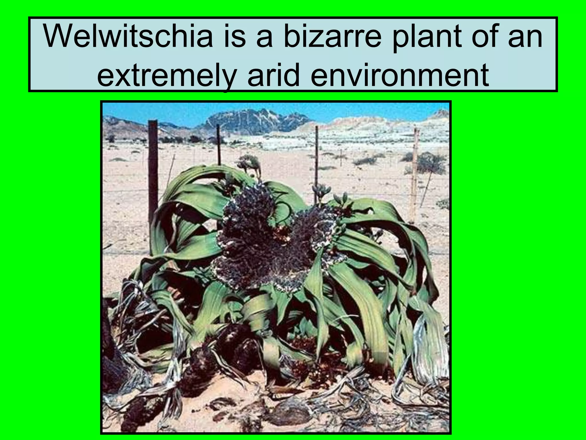 Welwitschia is a bizarre plant of an
extremely arid environment
 