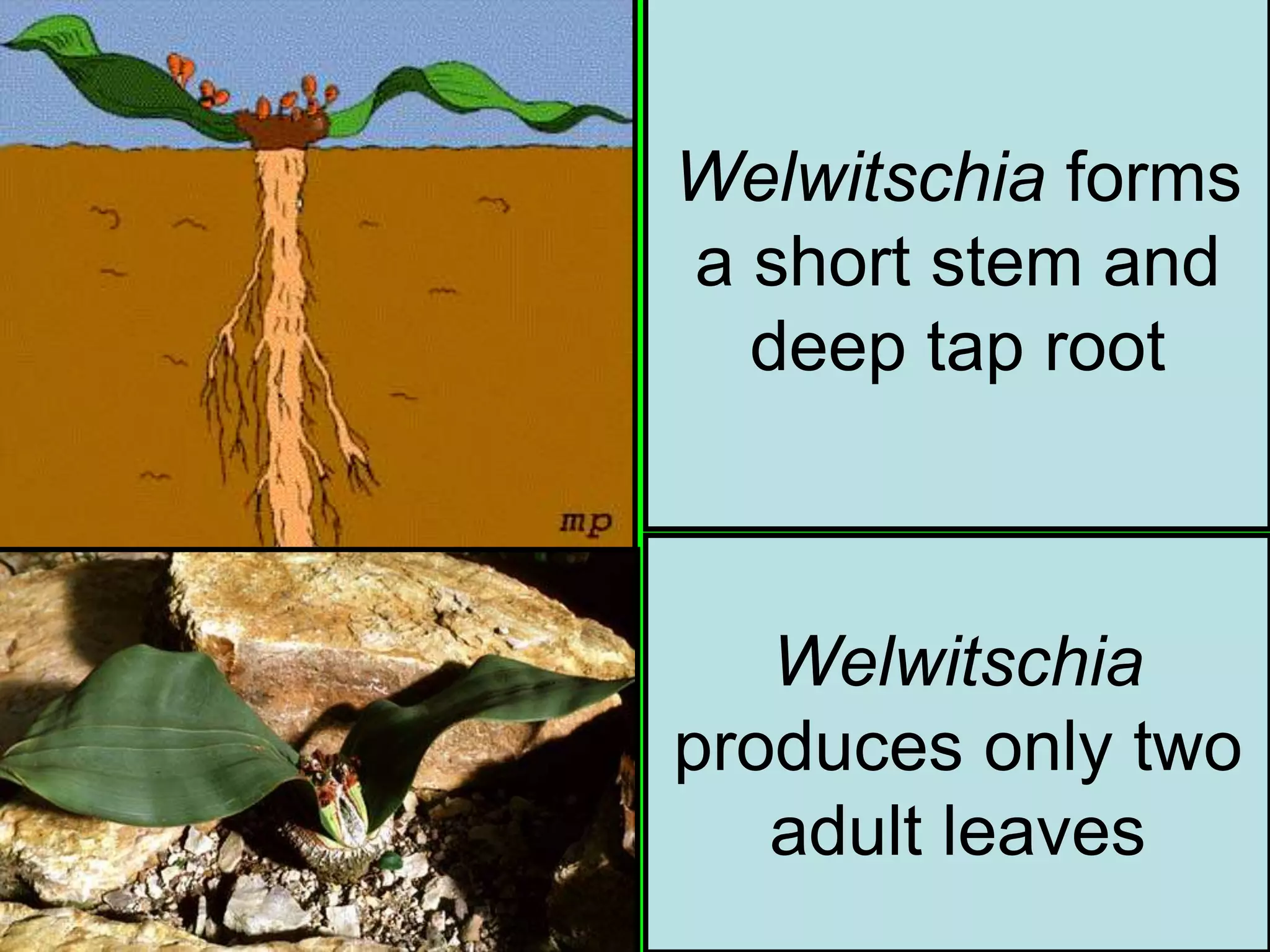 Welwitschia
produces only two
adult leaves
Welwitschia forms
a short stem and
deep tap root
 