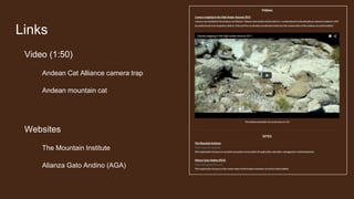 Links
Video (1:50)
Andean Cat Alliance camera trap
Andean mountain cat
Websites
The Mountain Institute
Alianza Gato Andino (AGA)
 
