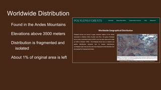 Worldwide Distribution
Found in the Andes Mountains
Elevations above 3500 meters
Distribution is fragmented and
isolated
About 1% of original area is left
 