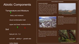 Abiotic Components
Temperature and Moisture
temp. and moisture
cloud condensation belt
upper and lower moisture limits
Soil
Soil pH 3.9 - 7.2
soil with salinity = growth rate
rocky slopes
 