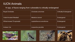 IUCN Animals
14 spp. of fauna ranging from vulnerable to critically endangered
Royal Cinclodes Cinclodes aricomae Critically Endangered
Violet-throated Metaltail Metallura baroni Endangered
White-browed Tit-spinetail Leptasthenura xenothorax Endangered
Andean Cat Leopardus jacobita Endangered
 