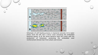 Schematic of self-healing process in bacterial concrete. In A, water
enters from the left into a micro crack activating the embedded
bacterial spores. In B, the active bacteria seals the cracks with the
production of limestone, protecting the embedded steel
reinforcement (brown bar) from attack and erosion
 