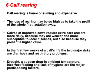 Calf Rearing Guide Comprehensive Guide to Modern Dairy Cattle Production and Management | PPT