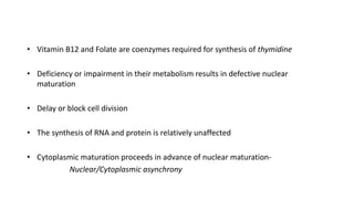 • Vitamin B12 and Folate are coenzymes required for synthesis of thymidine
• Deficiency or impairment in their metabolism results in defective nuclear
maturation
• Delay or block cell division
• The synthesis of RNA and protein is relatively unaffected
• Cytoplasmic maturation proceeds in advance of nuclear maturation-
Nuclear/Cytoplasmic asynchrony
 