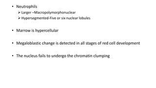 • Neutrophils
Larger –Macropolymorphonuclear
Hypersegmented-Five or six nuclear lobules
• Marrow is hypercellular
• Megaloblastic change is detected in all stages of red cell development
• The nucleus fails to undergo the chromatin clumping
 