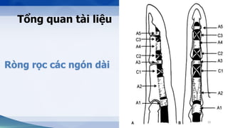 NGHIÊN CỨU GIẢI PHẪU ỨNG DỤNG CỦA CÁC RÒNG RỌC NGÓN TAY | PDF