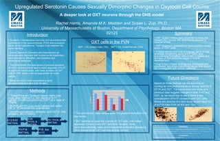 Upregulated Serotonin Causes Sexually Dimorphic Changes in Oxytocin Cell Counts:
A deeper look at OXT neurons through the DHS model
Rachel Harris, Amanda M.K. Madden and Susan L. Zup, Ph.D.
University of Massachusetts at Boston, Department of Psychology, Boston MA
02125Introduction
• Oxytocin: A nonapeptide hormone and neurotransmitter
synthesized in the paraventricular (PVN) and supraoptic
nuclei of the hypthalamus. Thought to be important for
social bonding.
• Autism Spectrum Disorders are characterized as
developmental disorders that involve social impairment,
communications difficulties, and repetitive and
stereotyped behaviors
• The DHS model: Elevated levels of prenatal serotonin
(5-HT) in mother’s blood lead to down regulation of 5-HT
receptors in infant’s brain, and lower numbers of OXT
cells in PVN, which could be responsible for social
deficits.
• Males are much more susceptible to early
developmental disorders than females.
Methods
• Timed-Pregnant Sprague-Dawley dams,then
pups, were injected s.c. with saline or 5-HT
agonist, 5-methoxytryptamine (5-MT) at a dose of
1mg/kg
• At DOB and P2 pups were injected with either
OIL or TP (testosterone proprionate)
• Immunocytochemistry Antibody: anti-OXT [1:15k]
(Millipore JBC1778243)
E12-E22:
5MT/SAL
DOB:
TP/OIL &
5MT/SAL
P2: TP/OIL &
5MT/SAL
P3-P16:
5MT/SAL
P18: Sac
n=13
Future Directions
Based on these findings we are planning on
running an immunofluorescence double label for 5-
HT1A and OXT. The trends from this study and
previous data suggest changes in both 5-HT and
OXT, so we would like to see if there is any
colocalization of 5-HT receptors and OXT cells.
Below are pictures of a pilot study double label ICC
of a P18 male PVN (at 40x and 10x).
References•Carter, C. "Sex Differences in Oxytocin and Vasopressin: Implications for Autism Spectrum Disorders?" Behavioural Brain Research 176.1 (2007): 170-86. Print.
• Dakin, C. L., C. A. Wilson, C. W. Coen, and D. C. Davies. "Neonatal Stimulation of 5-HT2 Receptors Reduces Androgen Receptor Expression in the Rat Anteroventral
Periventricular Nucleus and Sexually Dimorphic Preoptic Area." European Journal of Neuroscience 27 (2008): 2473-480. Print.
• Whitaker-Azmitia, Patricia M. "Behavioral and Cellular Consequences of Increasing Serotonergic Activity during Brain Development: A Role in Autism?" International
Journal of Developmental Neuroscience 23.1 (2005): 75-83. Print.
• Zup, Susan L., and Nancy G. Forger. "Sexual Differentiation, Hormones and." Encyclopedia of the Human Brain 4 (2002): 323-40. Print.
Aknowledgments
• This work was funded in part by a Retired Faculty of Umass Boston Research Award
• To learn more about our lab please visit: https://sites.google.com/site/zuplab/
OXT cells in the PVN
5MT + OIL treated male (10x) 5MT + OIL treated female (10x)
• The preliminary observations show the possible formation of a
few trends.
• 5MT seemed to raise the number of OXT cells, and males
appeared to have more OXT cells than females, while
hypermasculinizing males and masculinizing females showed a
trend toward lower OXT cell counts than normal.
Sex Difference
0
20
40
60
80
100
120
140
Control 5MT TP 5MT + TP
Treatment Group
OXT Neurons in PVN
Male
Female
Summary
• 5MT treated males were expected to have the
lowest OXT counts, the data trends showed a
reverse of this
• 5MT treatment appeared to have possibly raised
levels of OXT cells.
• If these trends hold true in a larger study it may
elucidate something about 5-HT, OXT, and
testosterone fluctuation differences in males and
females at this particular stage in neural
development.
• Due to low n these findings are not statistically
significant, but show interesting trends that should
be investigated with further research.
 