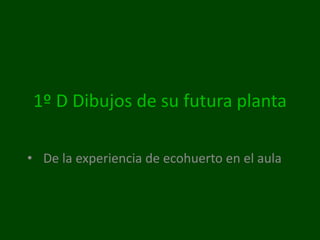 1º D Dibujos de su futura planta
• De la experiencia de ecohuerto en el aula
 