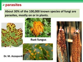 Rust Parasites Fungi | PDF