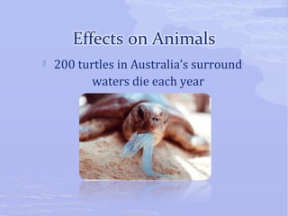  200 turtles in Australia’s surround 
waters die each year 
 