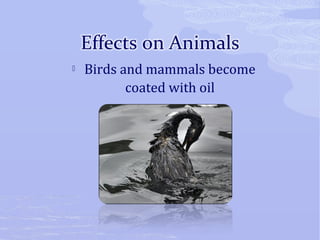  Birds and mammals become 
coated with oil 
 