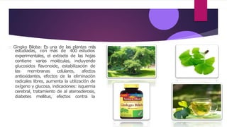 Gingko Biloba: Es una de las plantas más
estudiadas, con más de 400 estudios
experimentales, el extracto de las hojas
contiene varias moléculas, incluyendo
glucosidos flavonoide, estabilización de
las membranas celulares, afectos
antioxidantes, efectos de la eliminación
radicales libres, aumenta la utilización de
oxígeno y glucosa, indicaciones: isquemia
cerebral, tratamiento de al aterosclerosis,
diabetes mellitus, efectos contra la
 