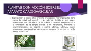 PLANTAS CON ACCIÓN SOBREEL
APARATO CARDIOVASCULAR
Espino albar: El espino albar presenta propiedades muy importantes para
cuidar la salud del corazón y las arterias, debido a que posee
propiedades vasodilatadoras de las arterias coronarias, lo que favorece
la circulación de la sangre debido a los flavonoides, minerales y
neurotransmisores de dopina y purina adenina, además, posee
propiedades cardiotónicas ayudando a bombear la sangre con más
fuerza, entre otras.
 